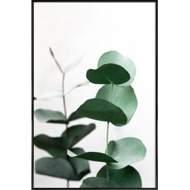 Eucalyptus 5 Gerahmtes Poster