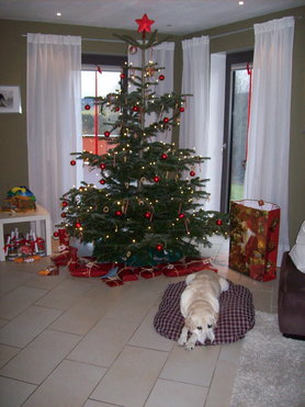  Paul und der Weihnachtsbaum 2011
