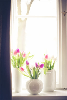 Tulpen-Freude