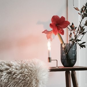 Dekoideen mit Amaryllis Dekoideen mit Amaryllis