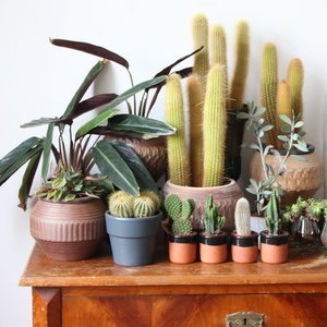 Dekoideen mit Kakteen Dekoideen mit Kakteen