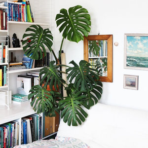 Pflegeleichte Zimmerpflanzen Pflegeleichte Zimmerpflanzen