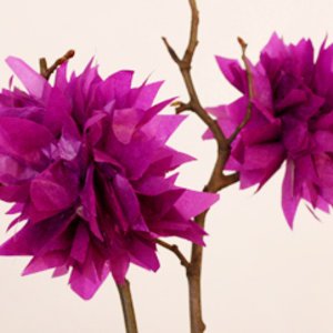 Tolle Seidenpapierblumen oder Mini-Pompoms selbermachen Tolle Seidenpapierblumen oder Mini-Pompoms selbermachen