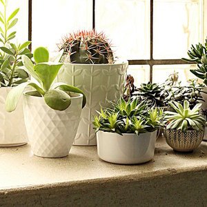 Dekoideen mit Sukkulenten Dekoideen mit Sukkulenten