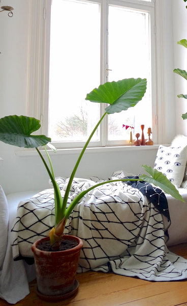 Pflegeleichte Zimmerpflanzen Elefantenohr in Wohnzimmmer