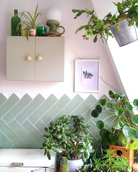 Pflegeleichte Zimmerpflanzen Geldbaum Deko