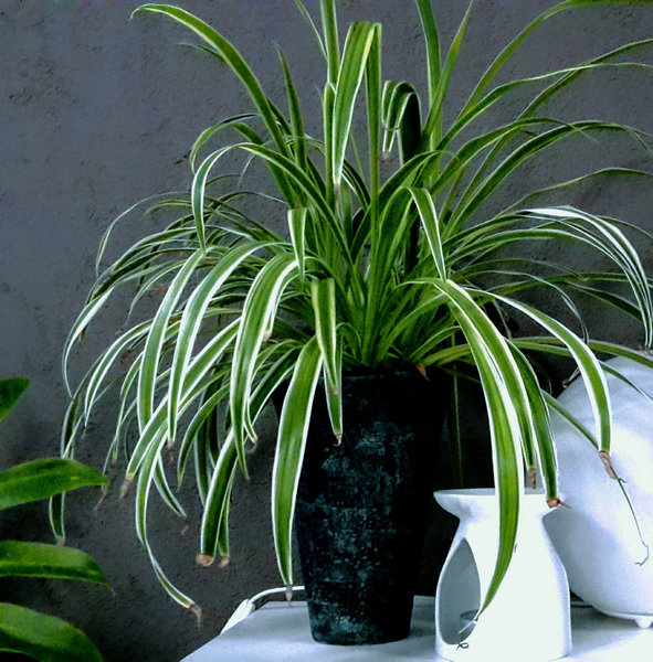 Die Besten Pflegeleichten Zimmerpflanzen Indoor Pflanzen