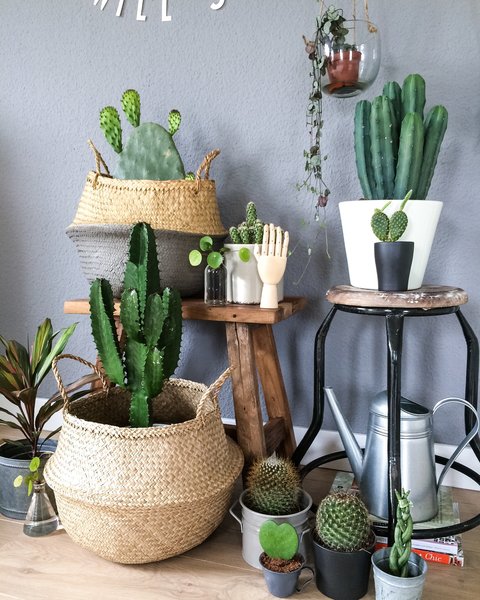 Pflegeleichte Zimmerpflanzen Kaktus und Kakteen