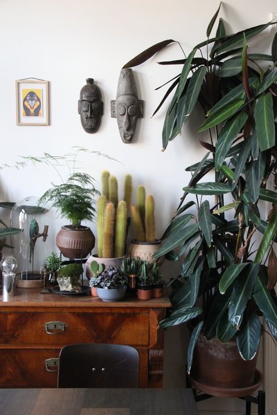 Pflegeleichte Zimmerpflanzen Kaktus und Kakteen