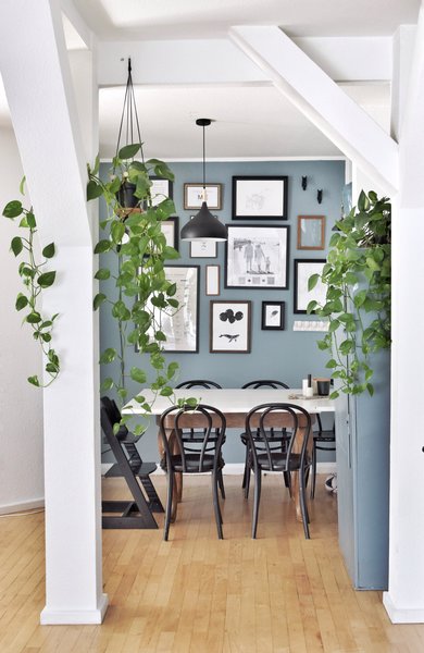 Pflegeleichte Zimmerpflanzen Efeutute in Planthanger