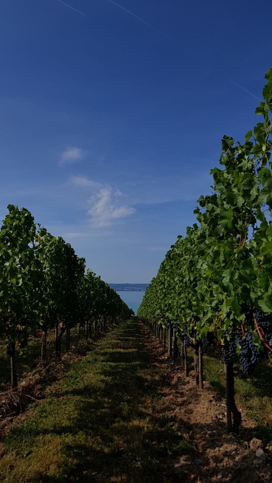 Lindau