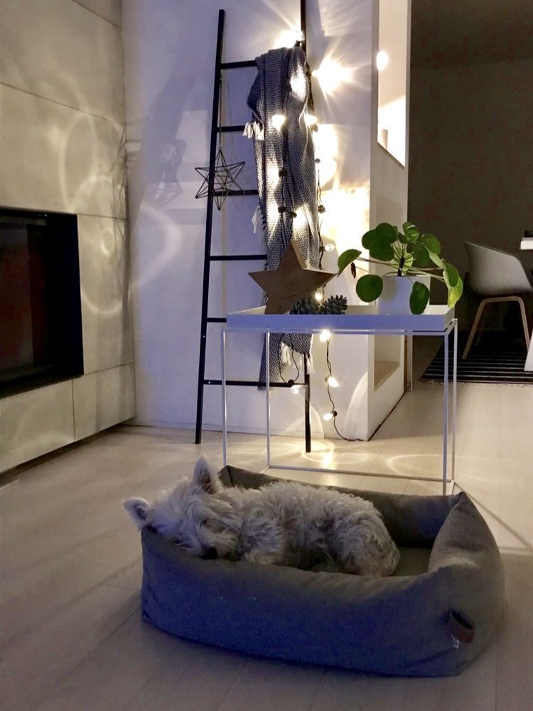 Hundebett