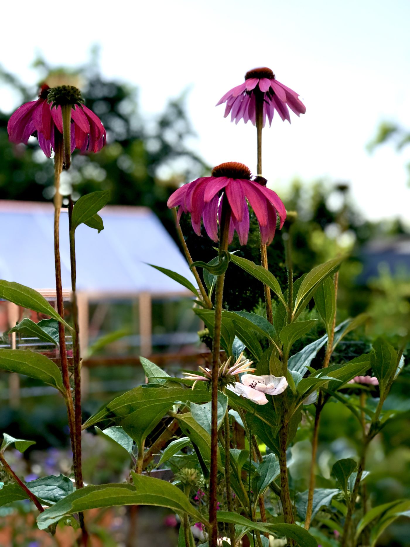 Echinacea