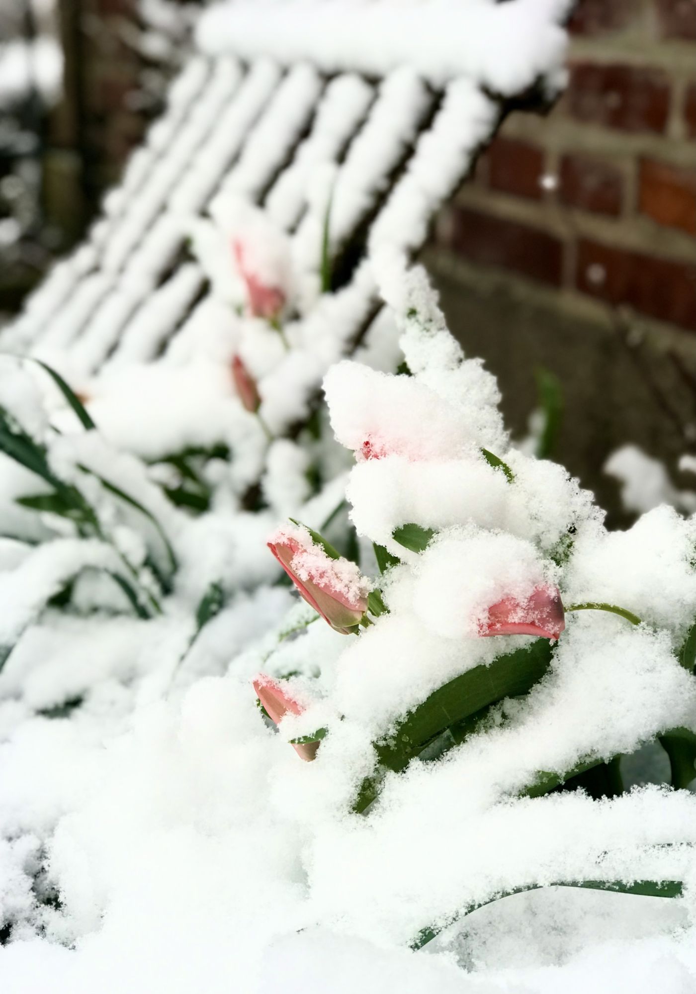 Schnee