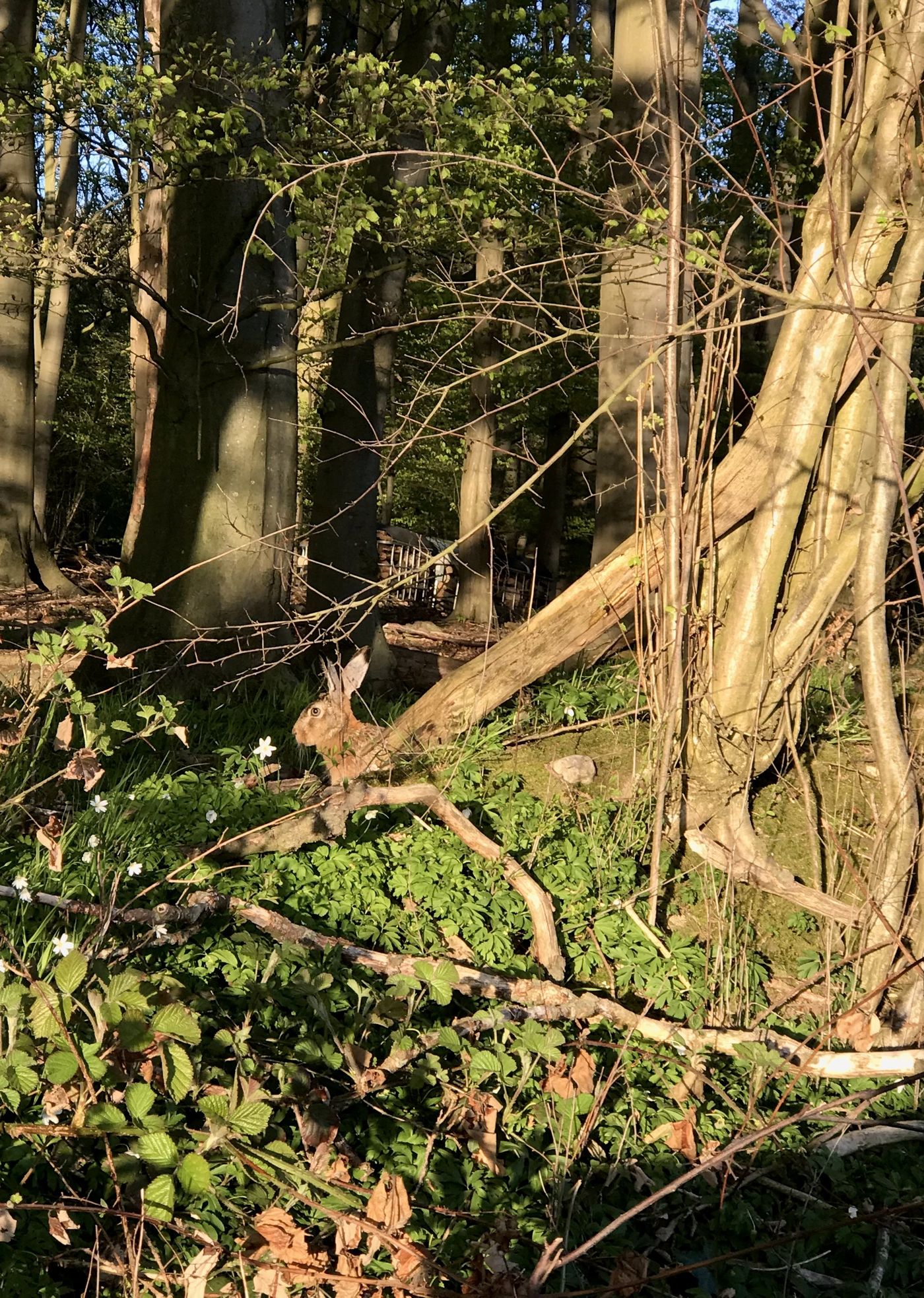 WALD