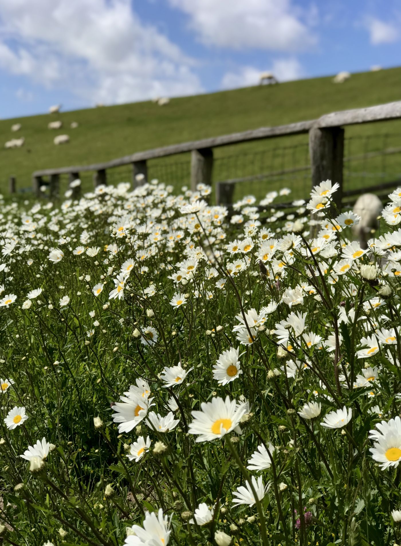 Margeriten