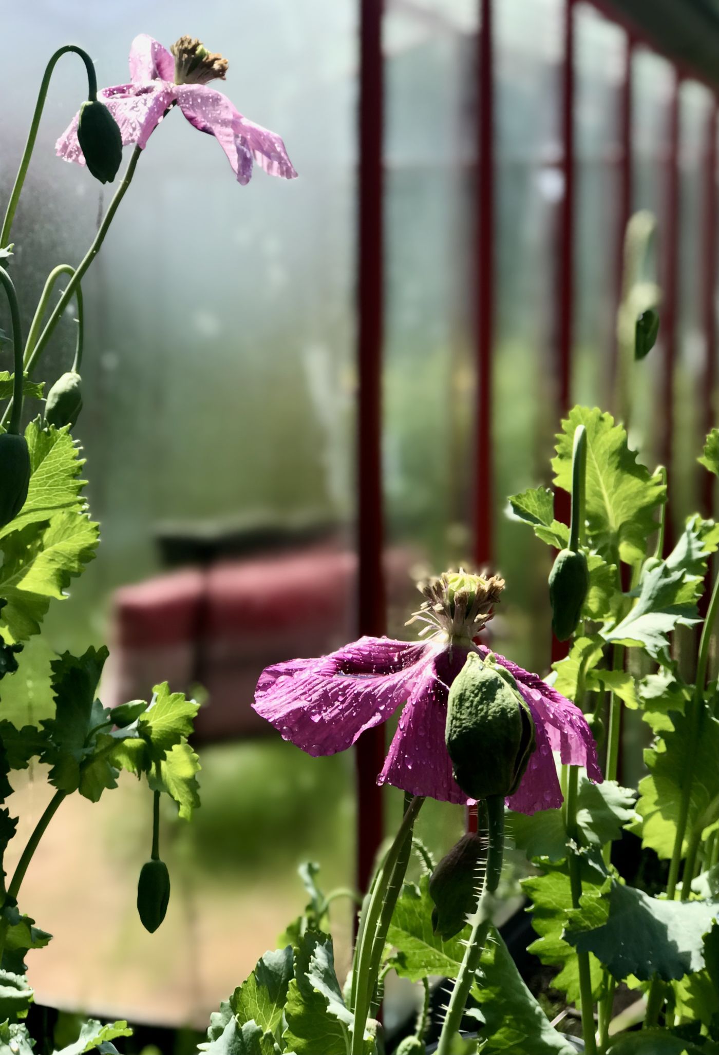 Mohn