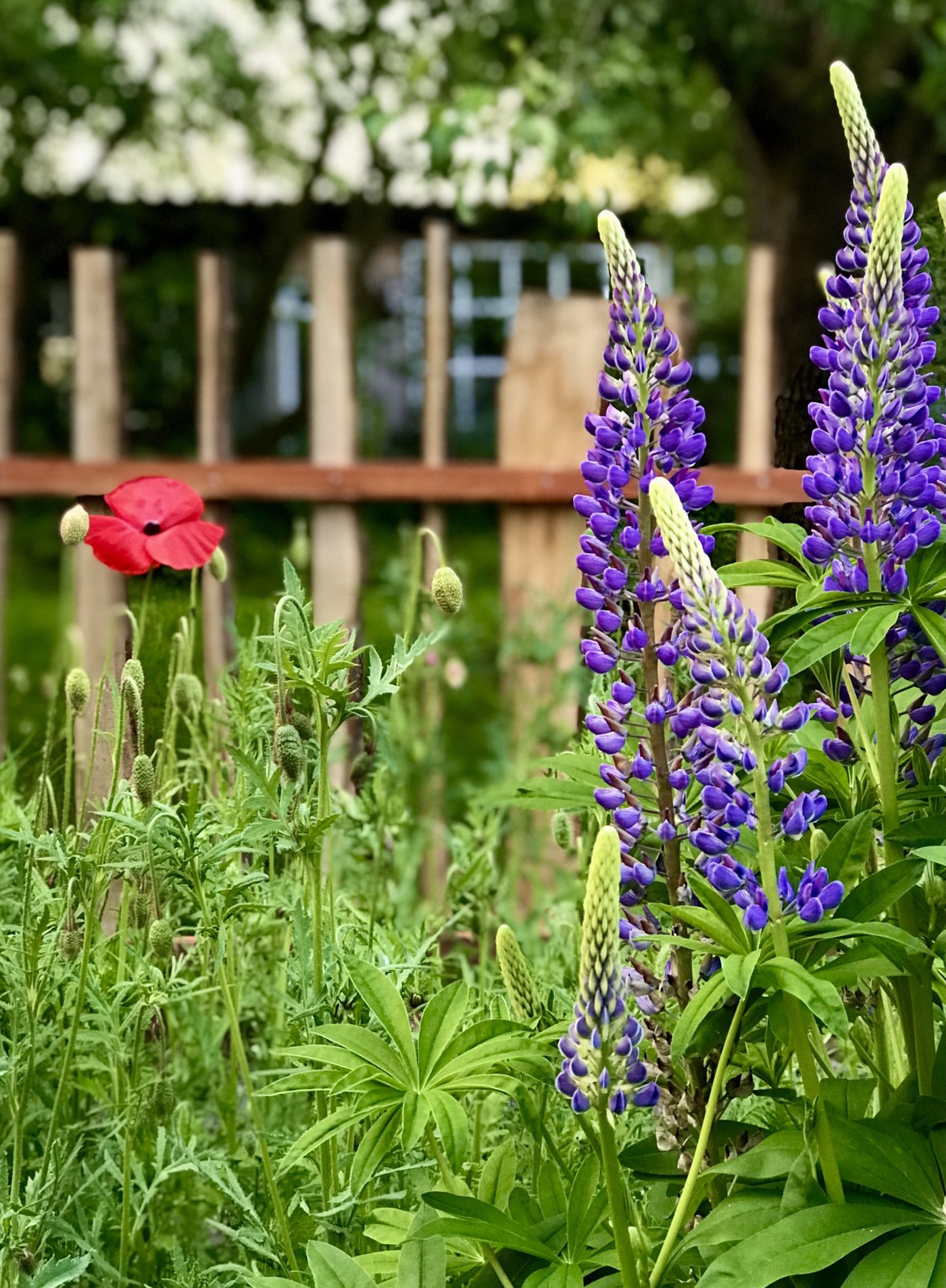 Lupinen