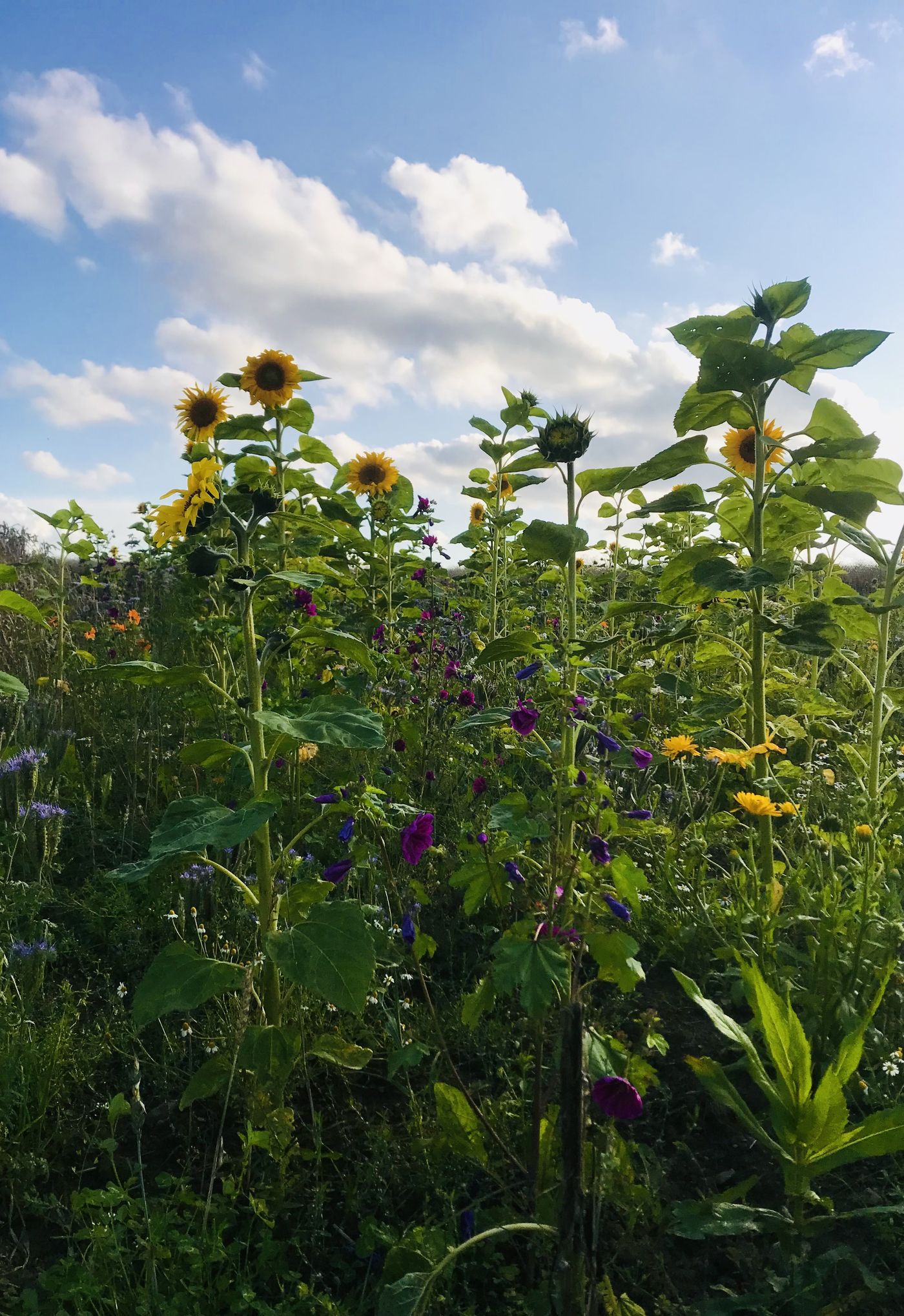 Sonnenblumen Deko