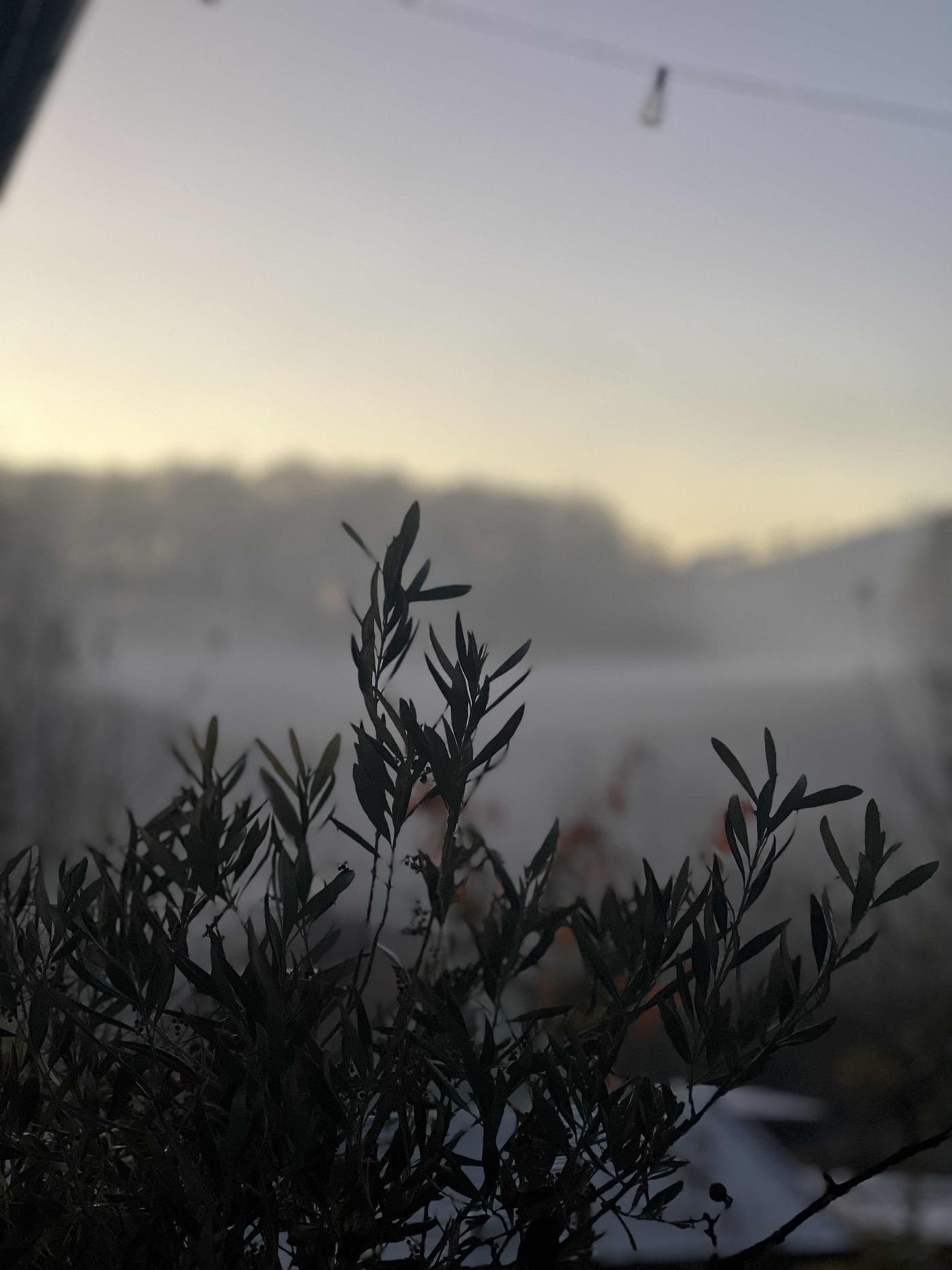 Nebel