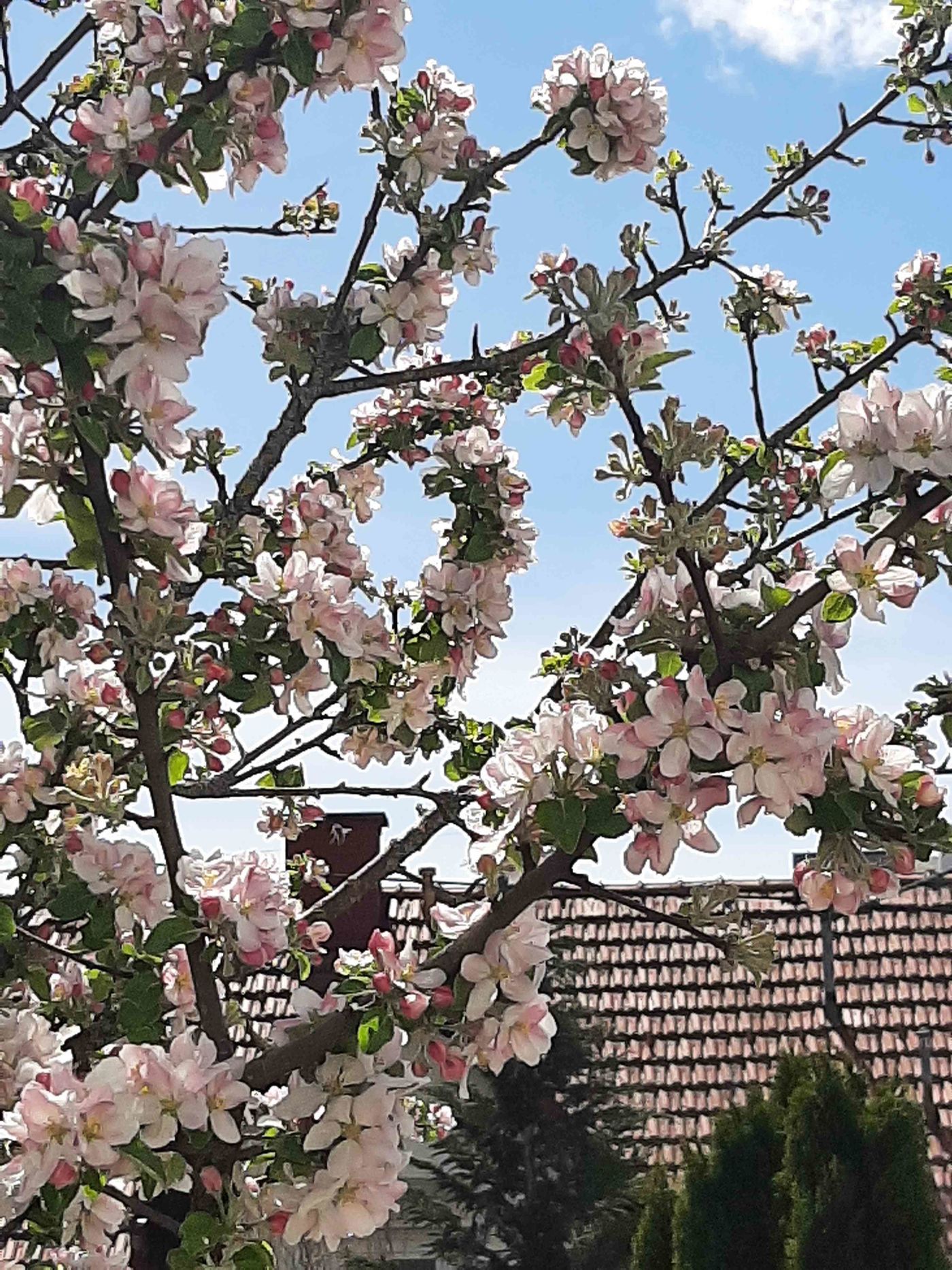 Springtime