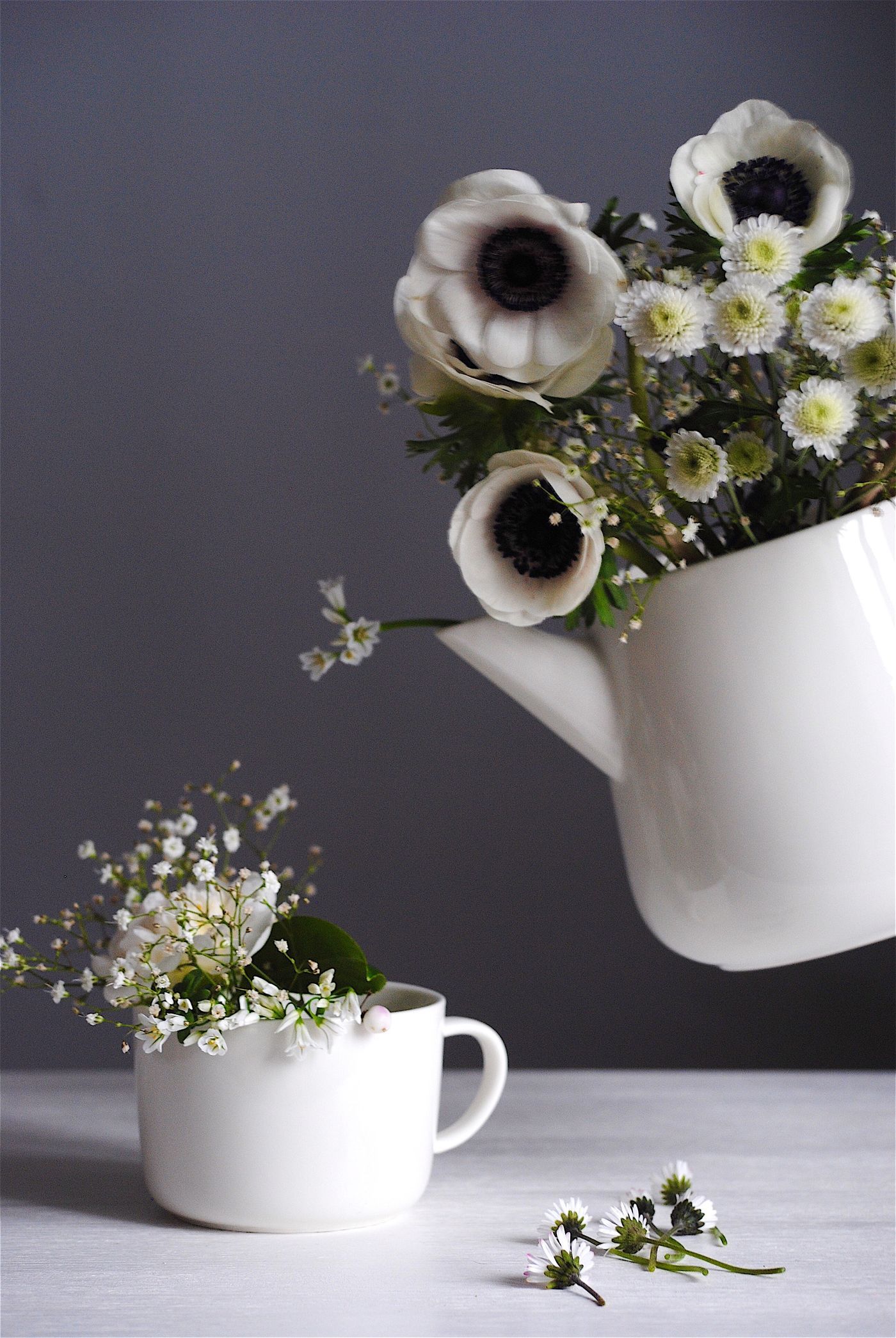 Schleierkraut Bilder & Deko