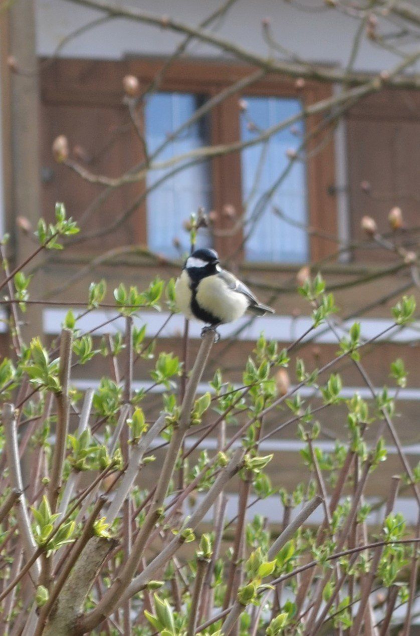 Gartenimpressionen