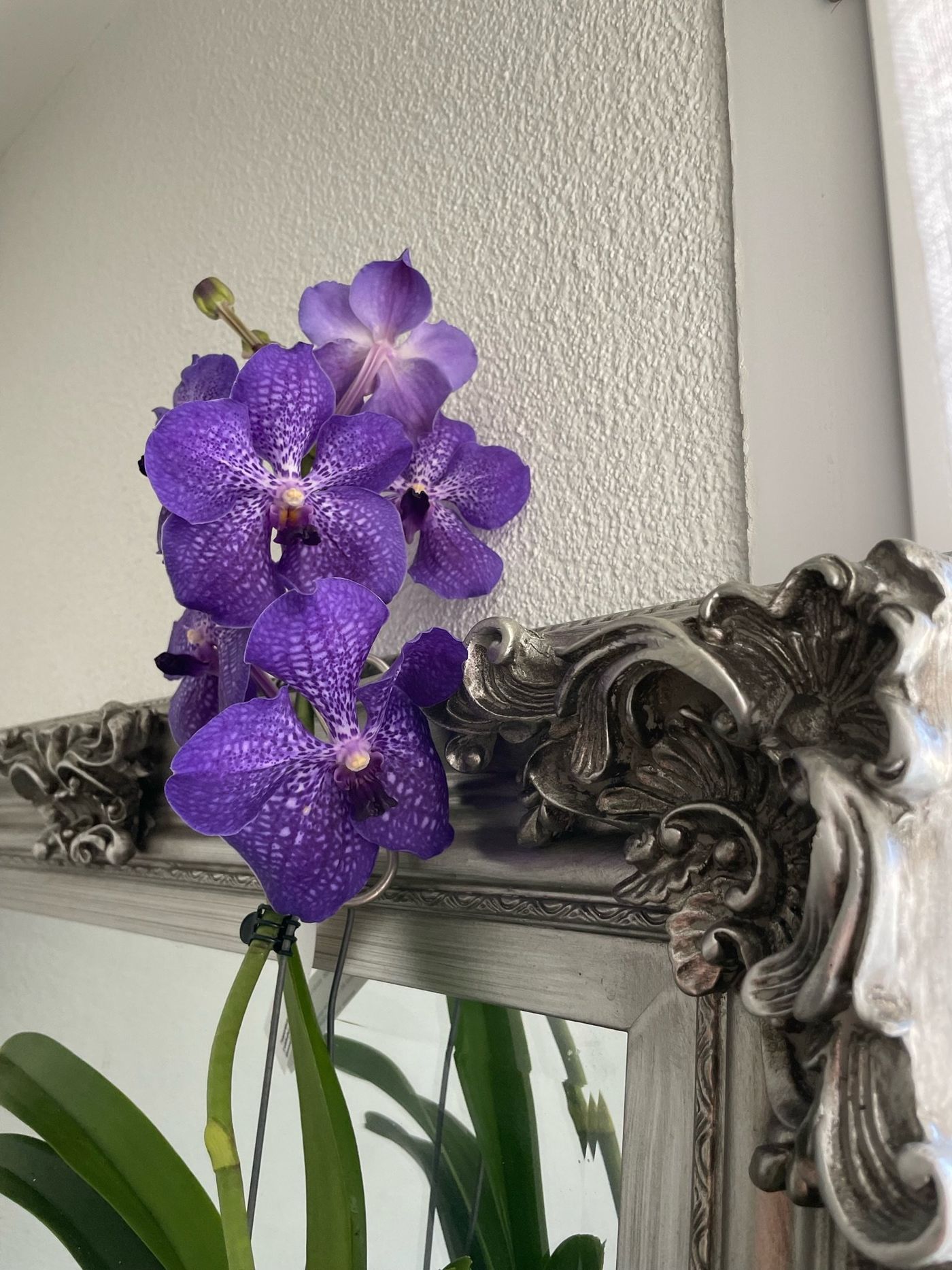 Lila