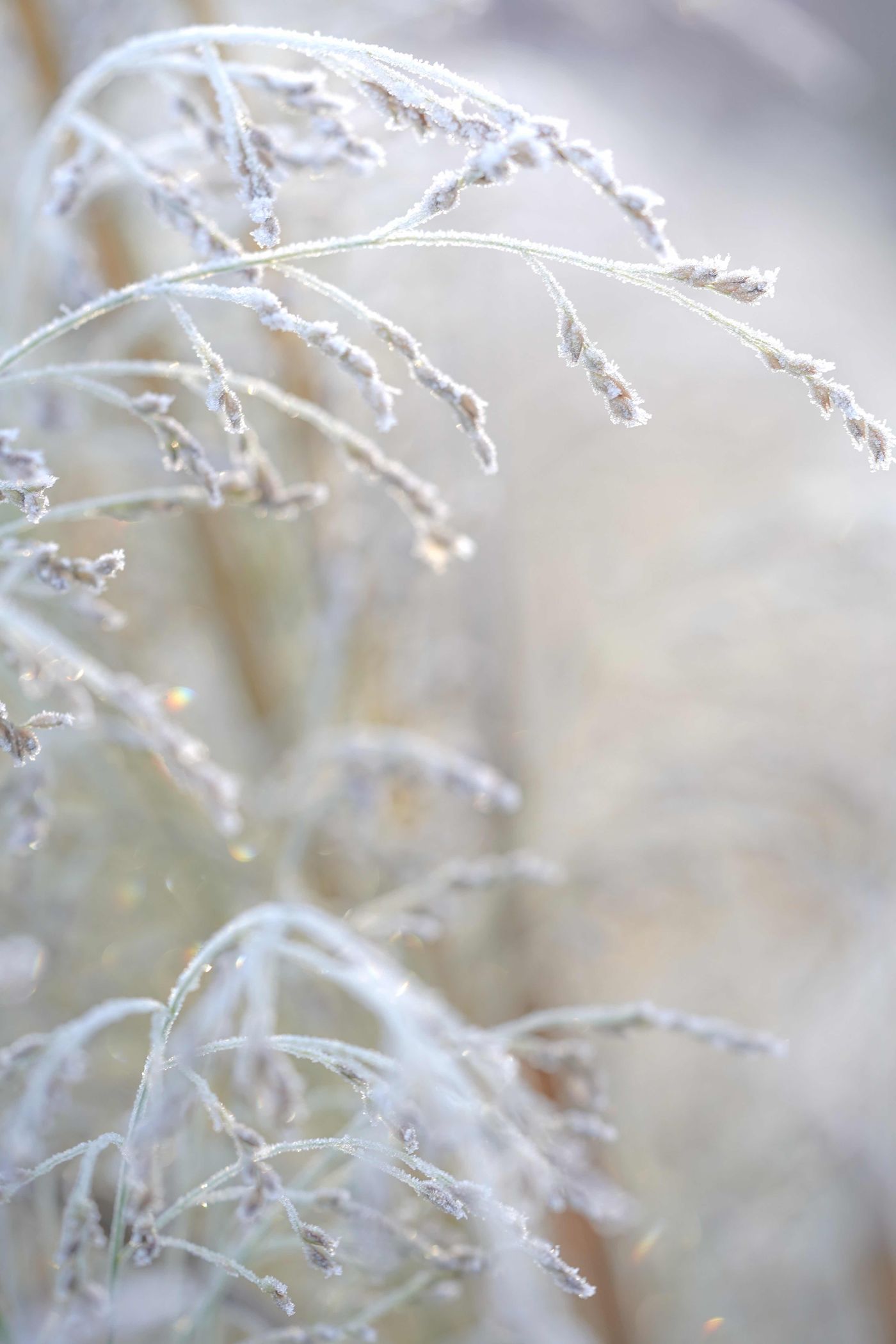 Eisblumen