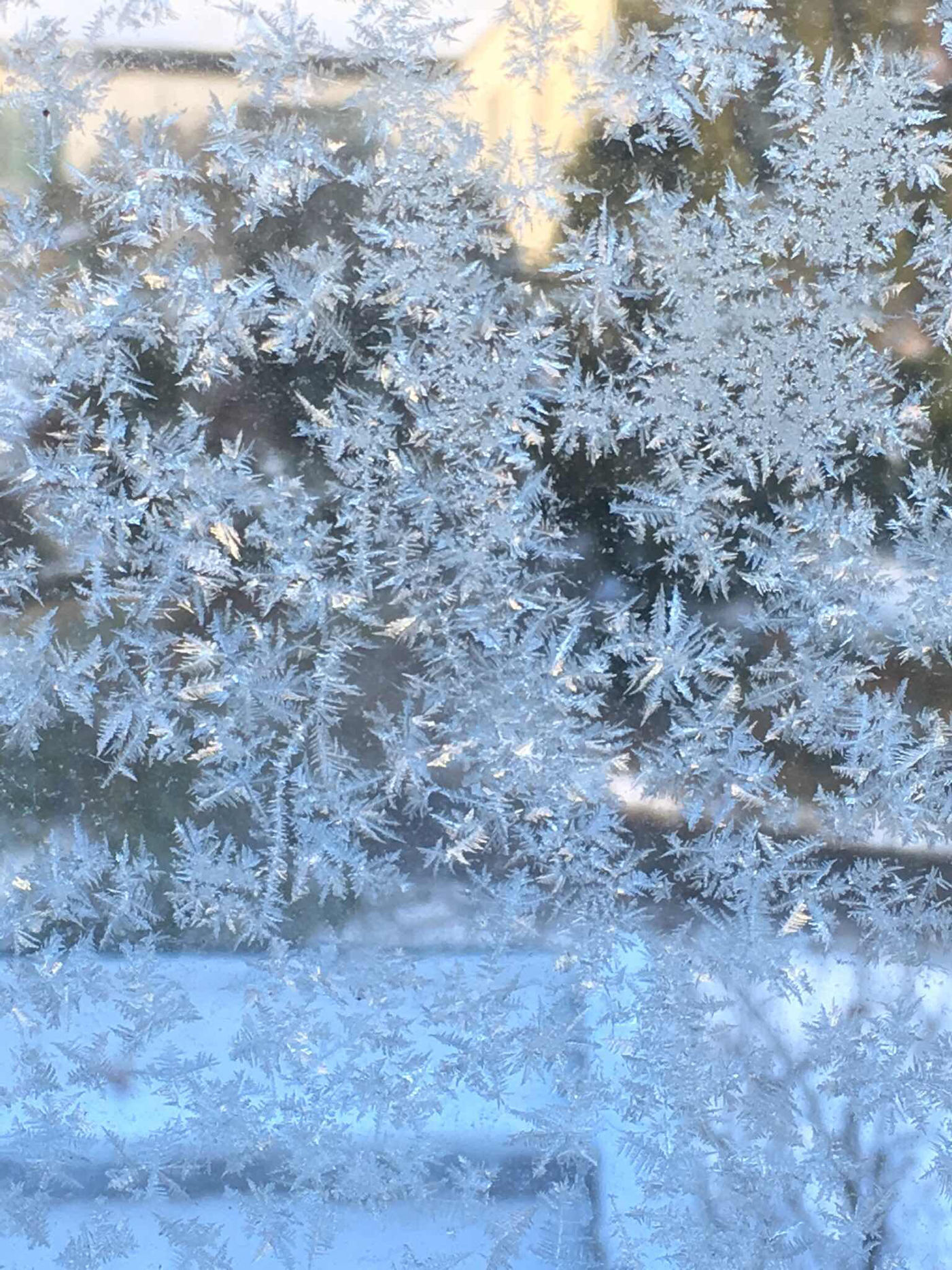 Eisblumen