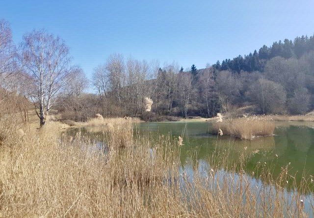 Gartenteich