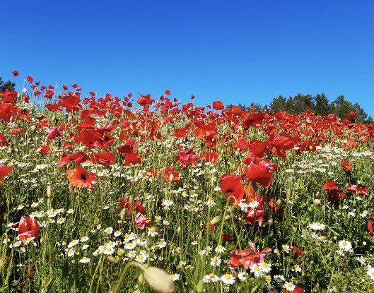 Mohn