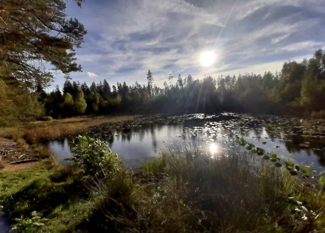 Gartenteich