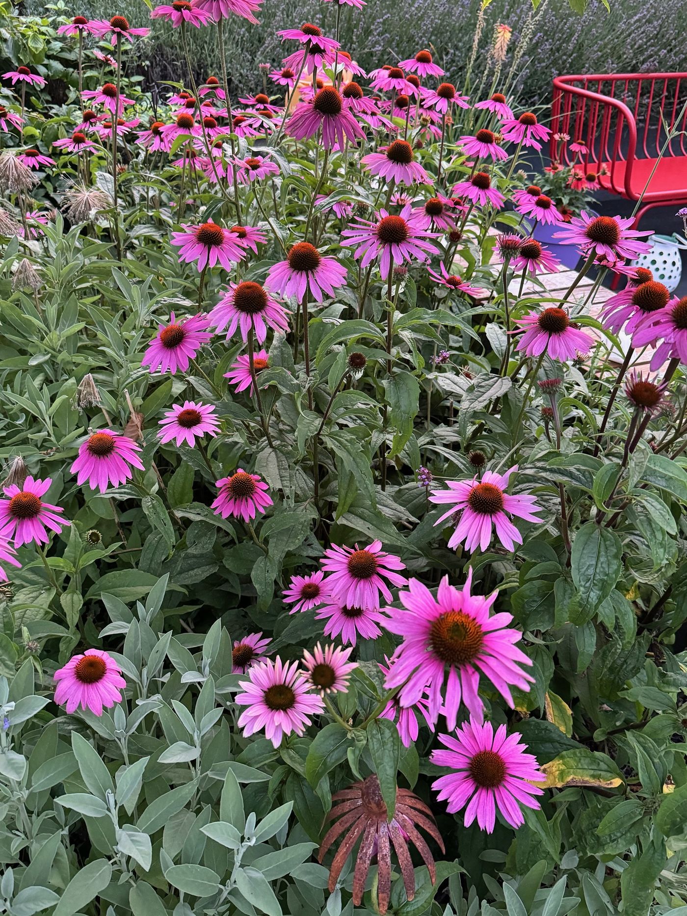 Echinacea