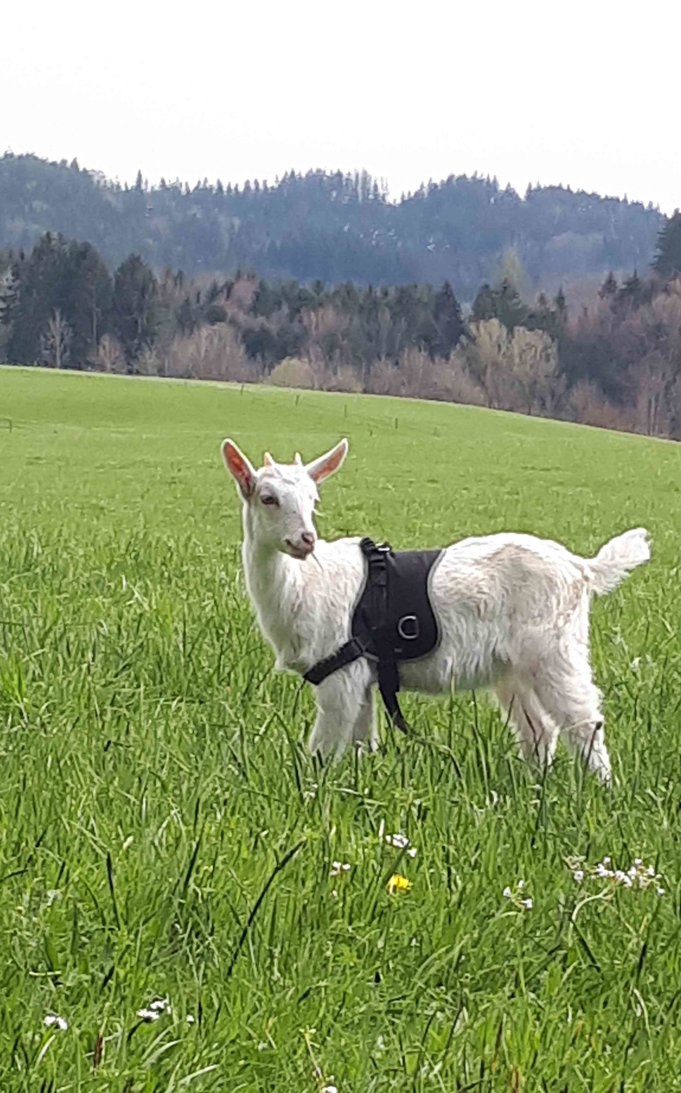 Ziegen
