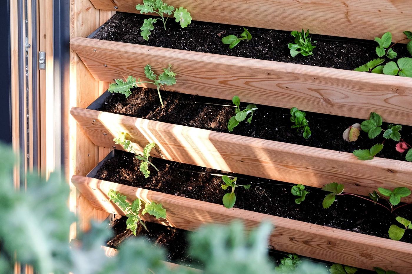 Herbios