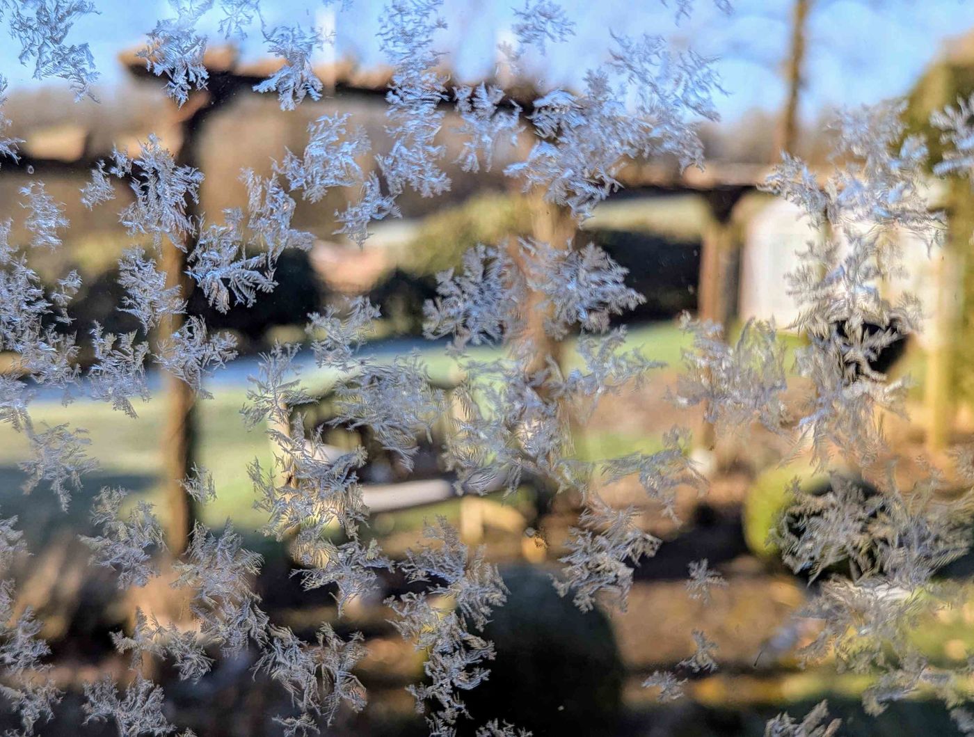 Eisblumen