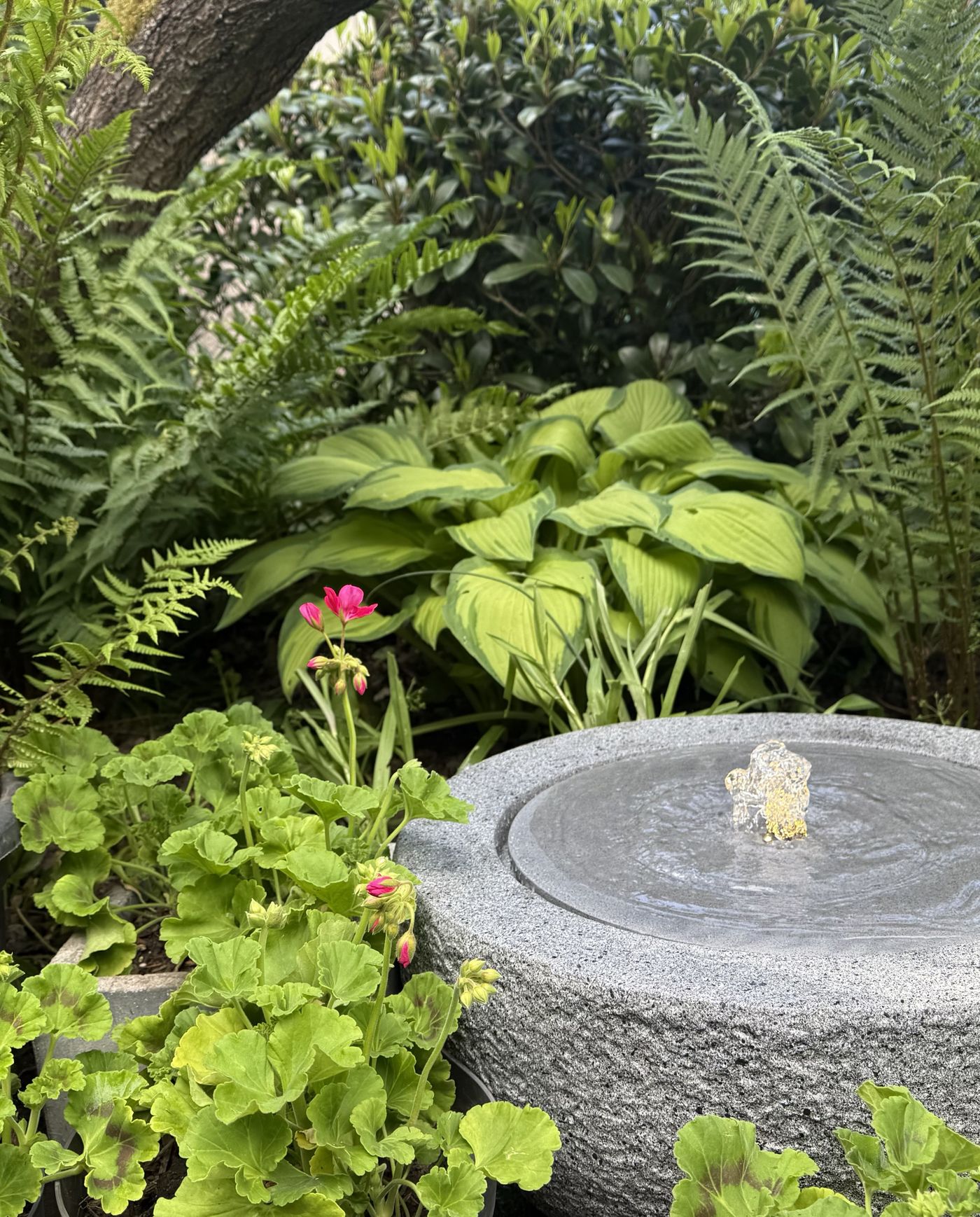 Schrebergarten