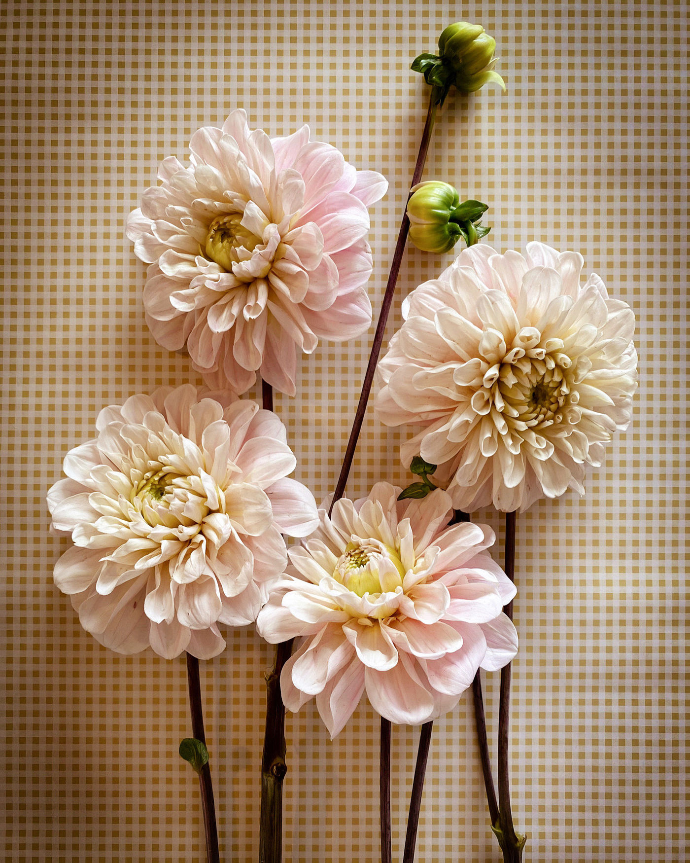 Dahlien