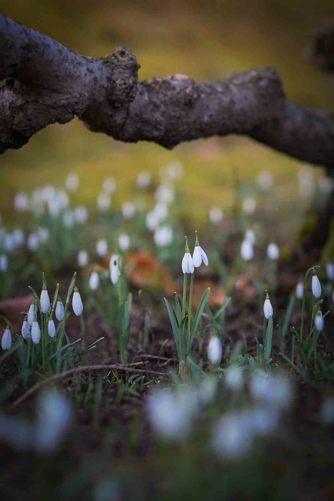 Natur
