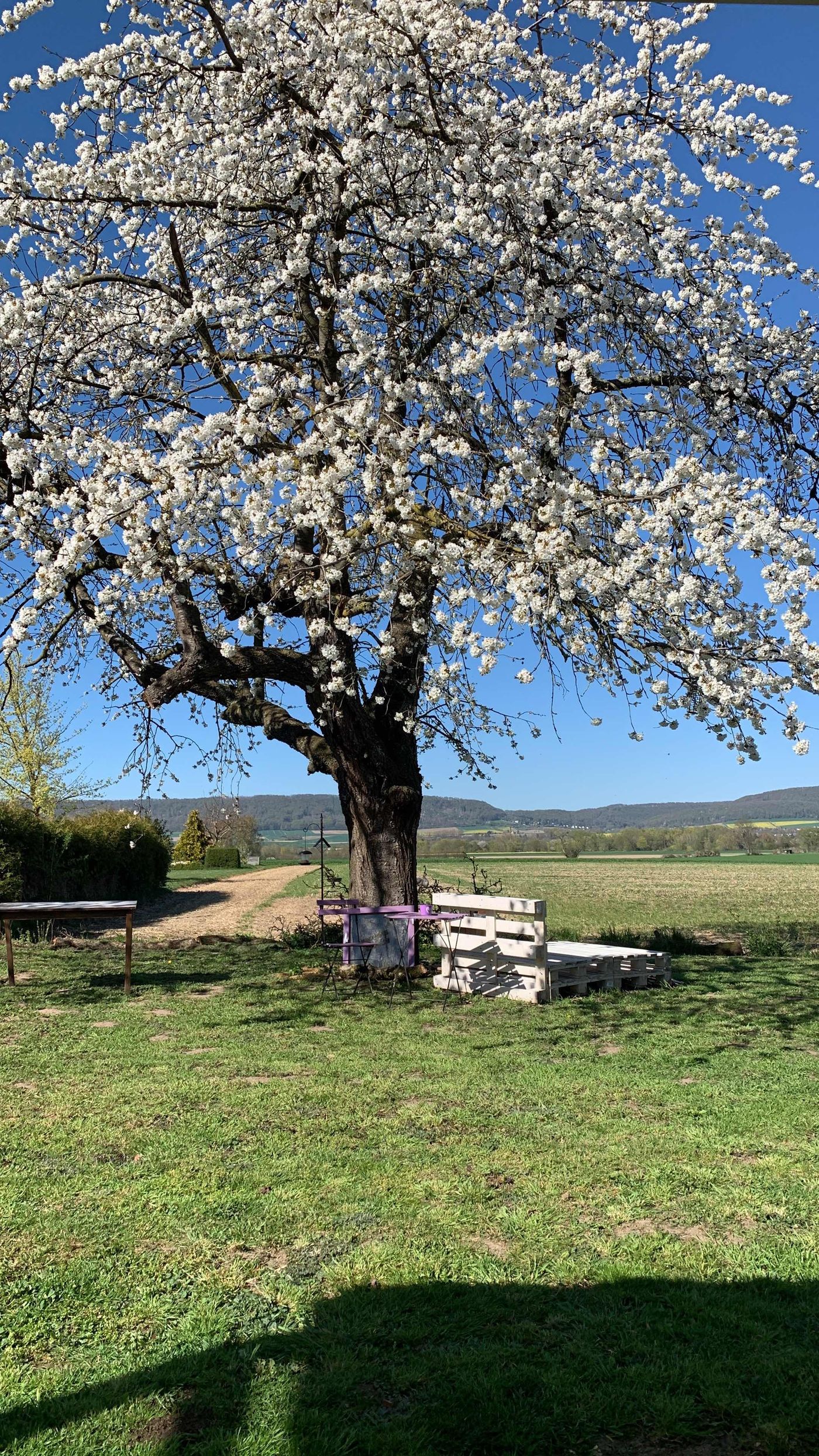Kirschblüten