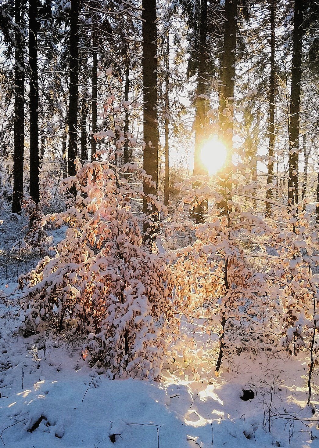 Schnee