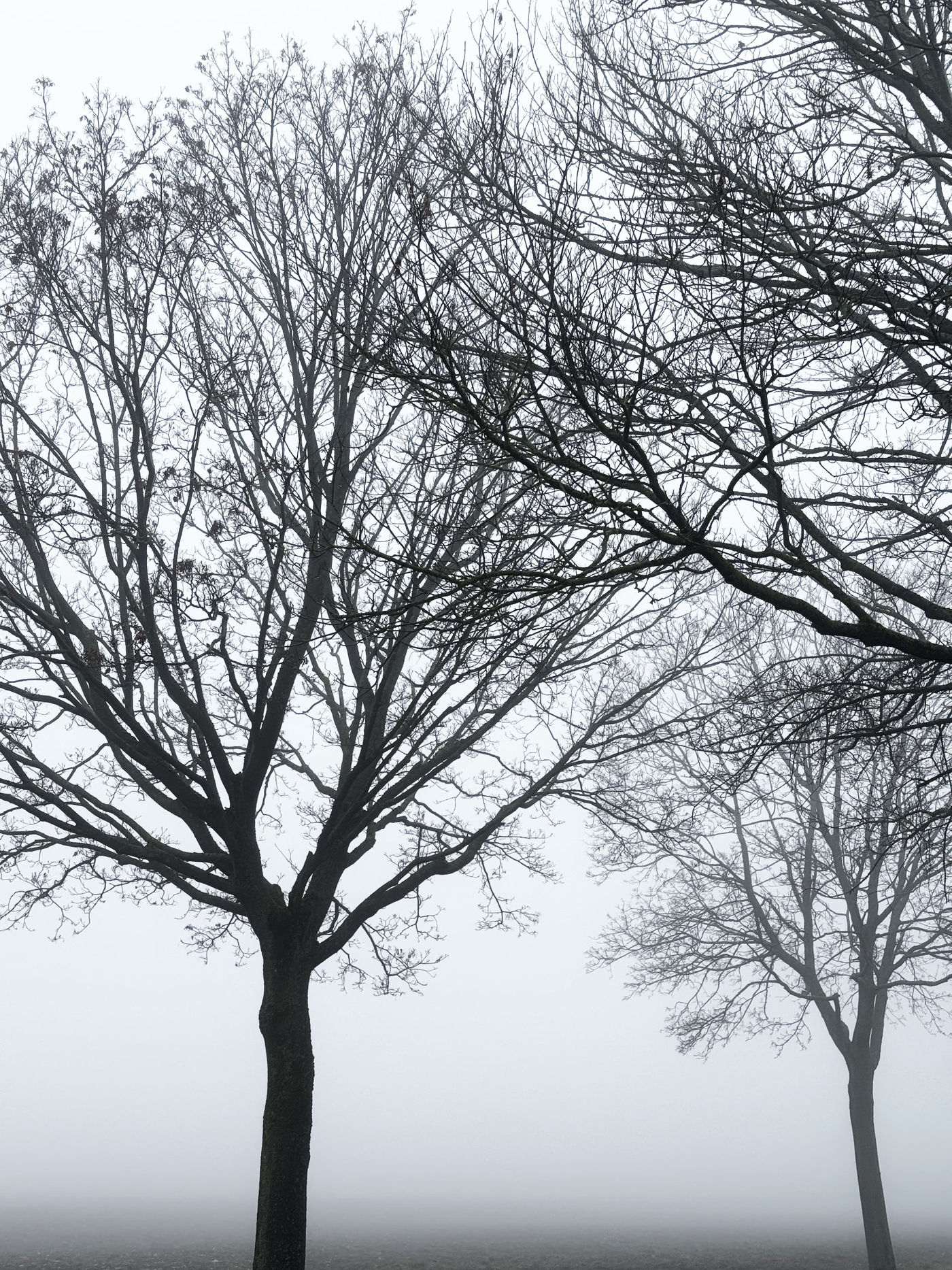 Nebel