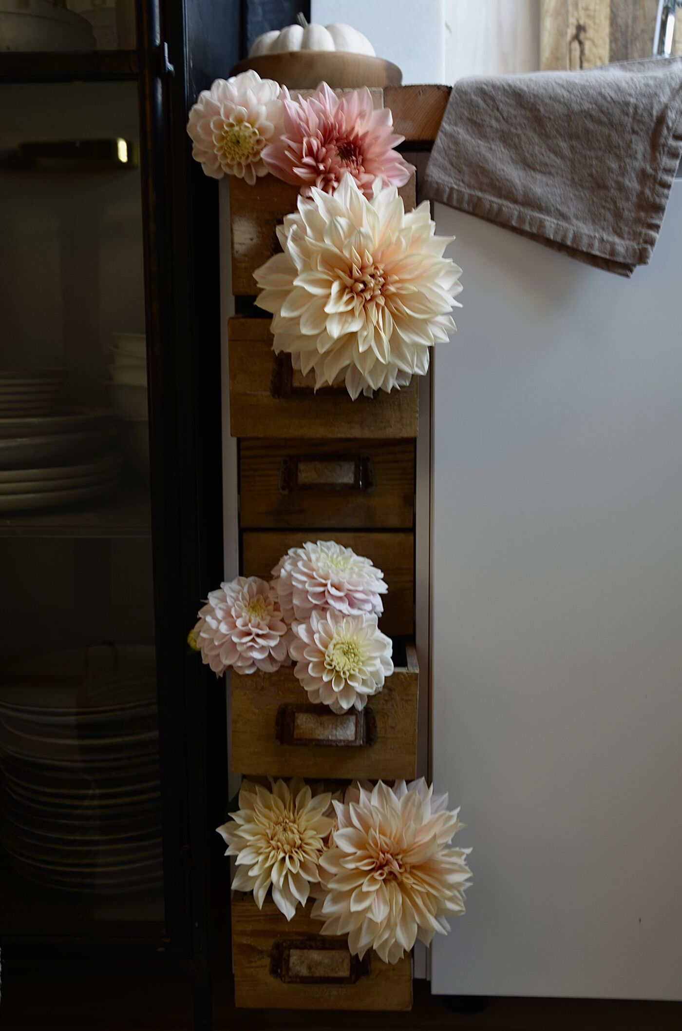 Phillis Cafelaedchen