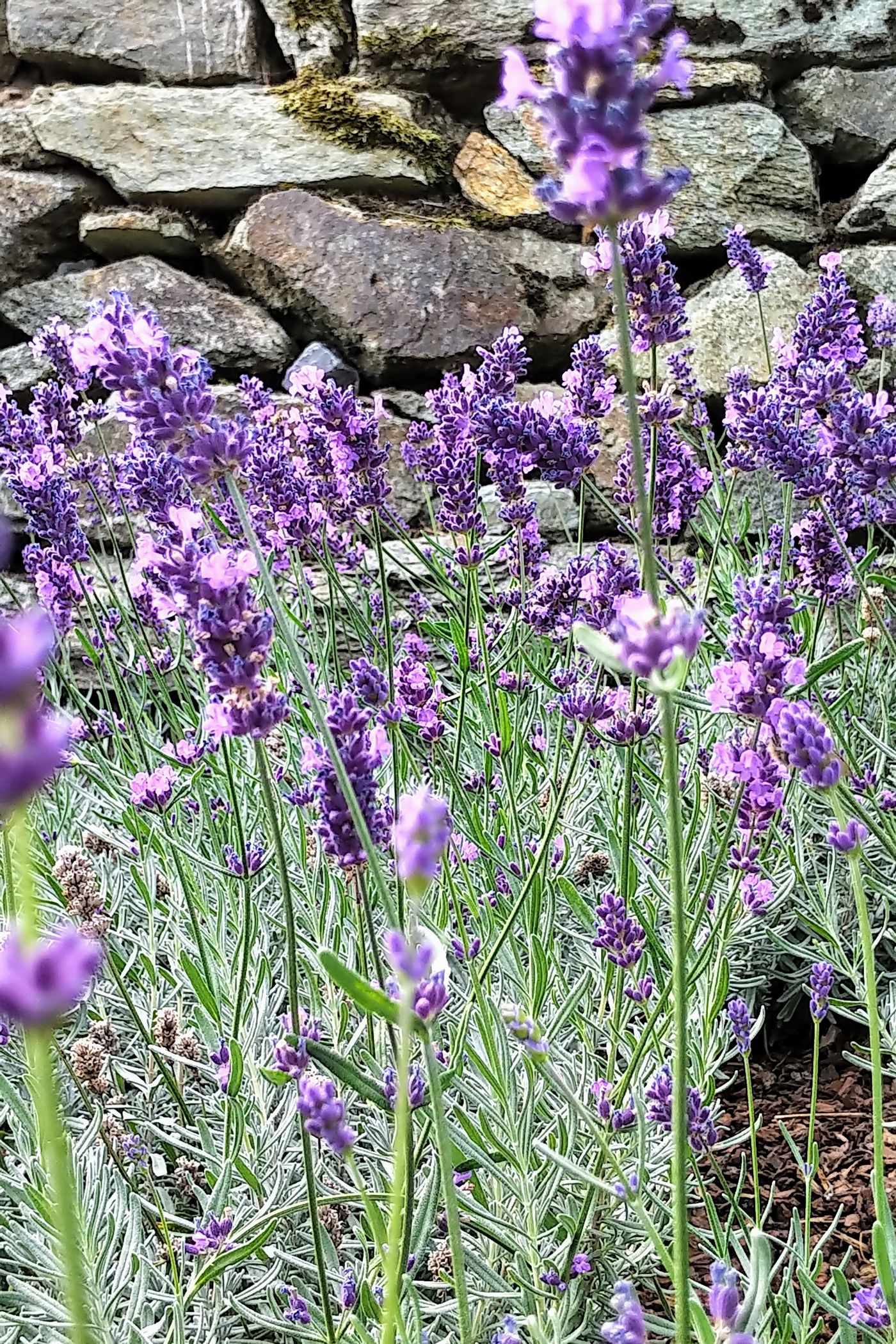 Lavendel