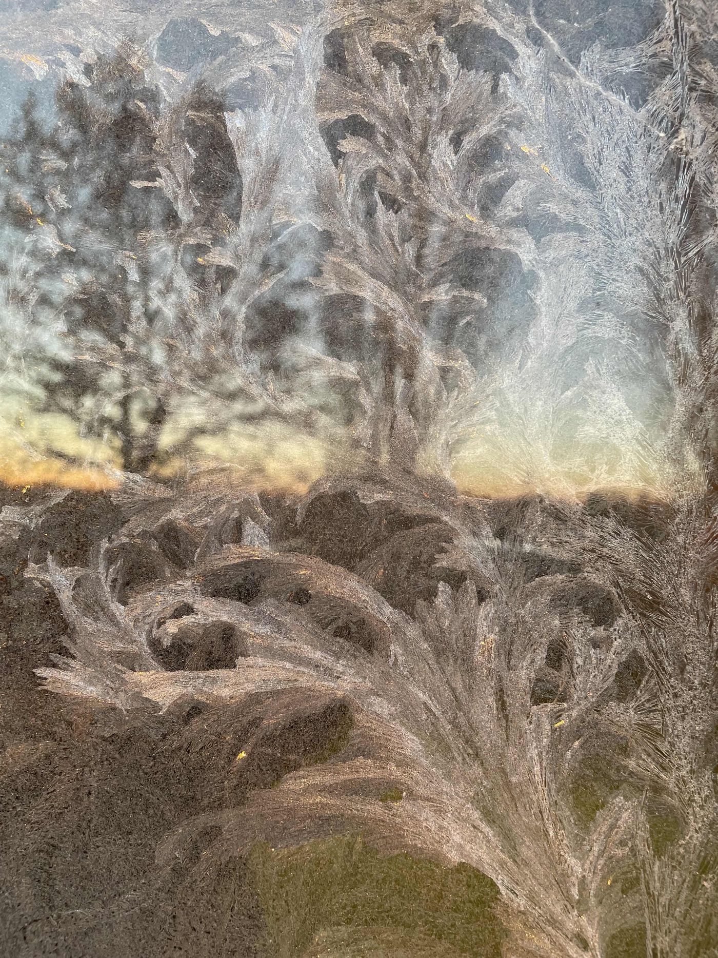 Eisblumen