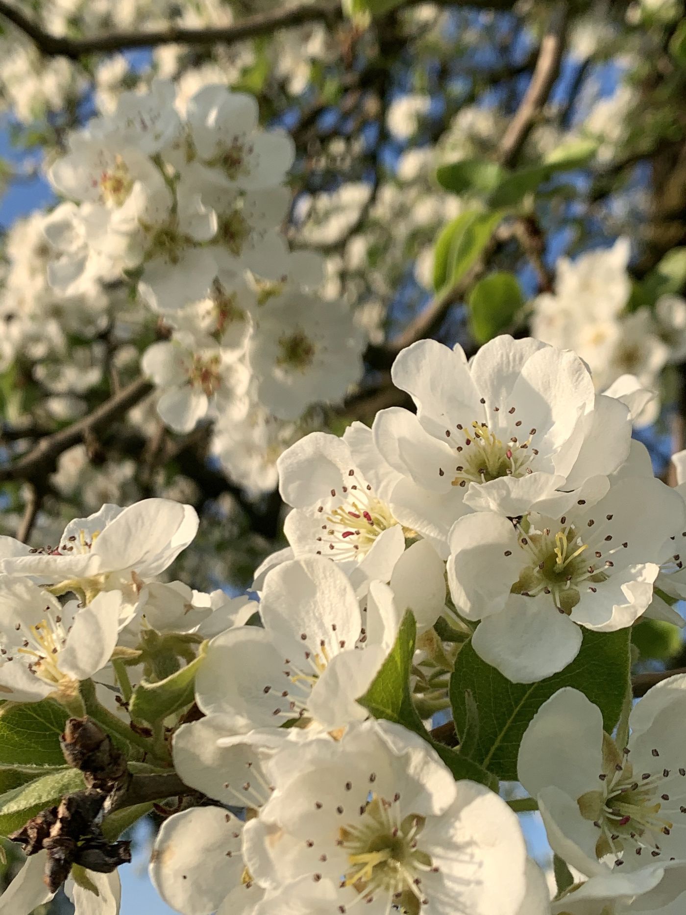 Birnbaumblüten