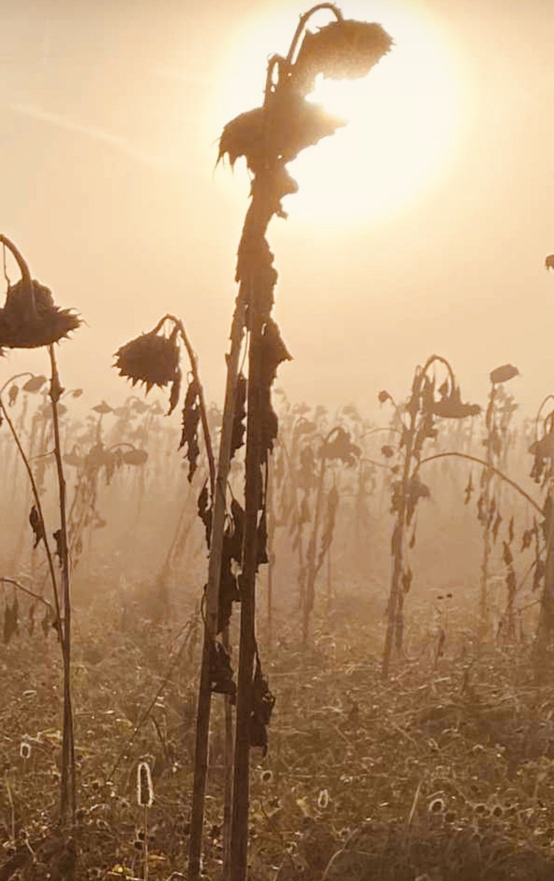Nebel