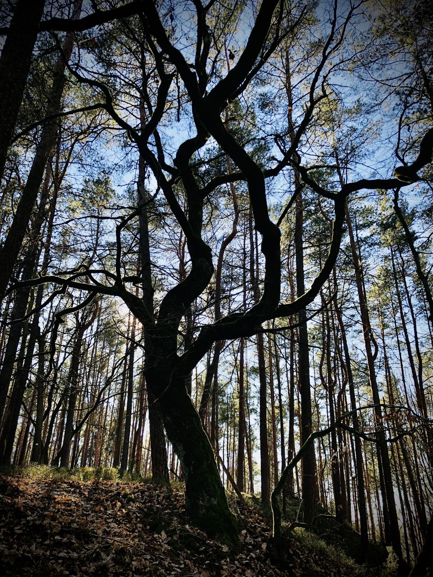 WALD