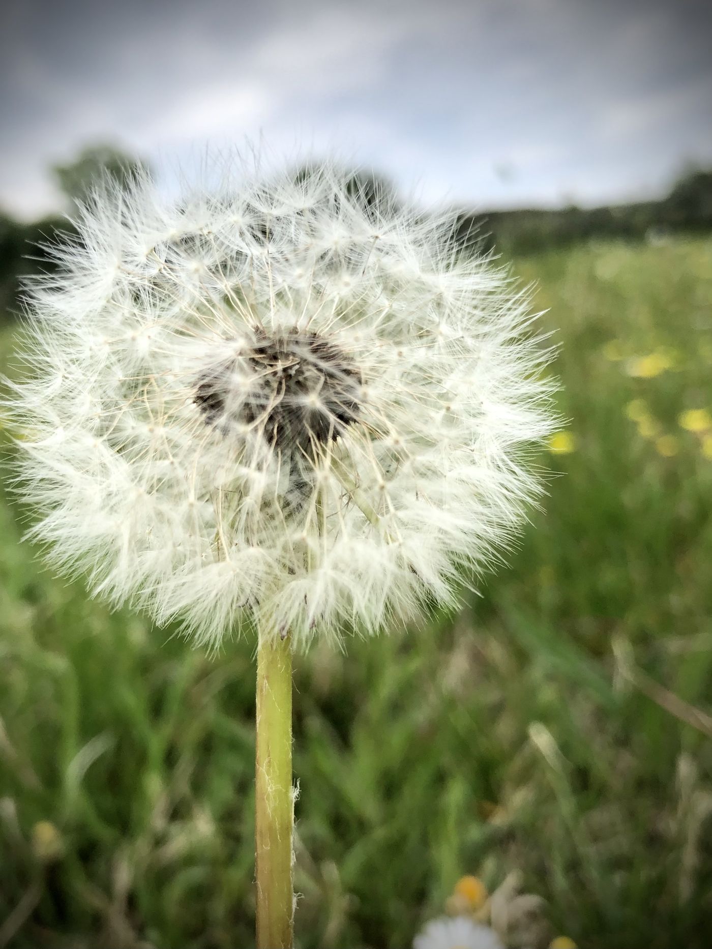 Pusteblumen